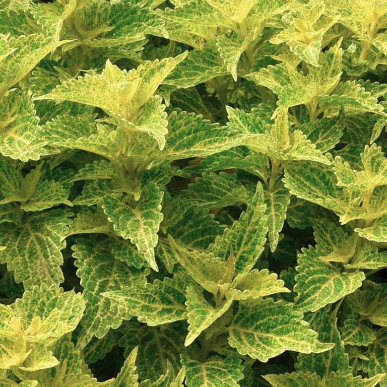 Coleus Main Street River Walk - Waytogrowgreenhouses