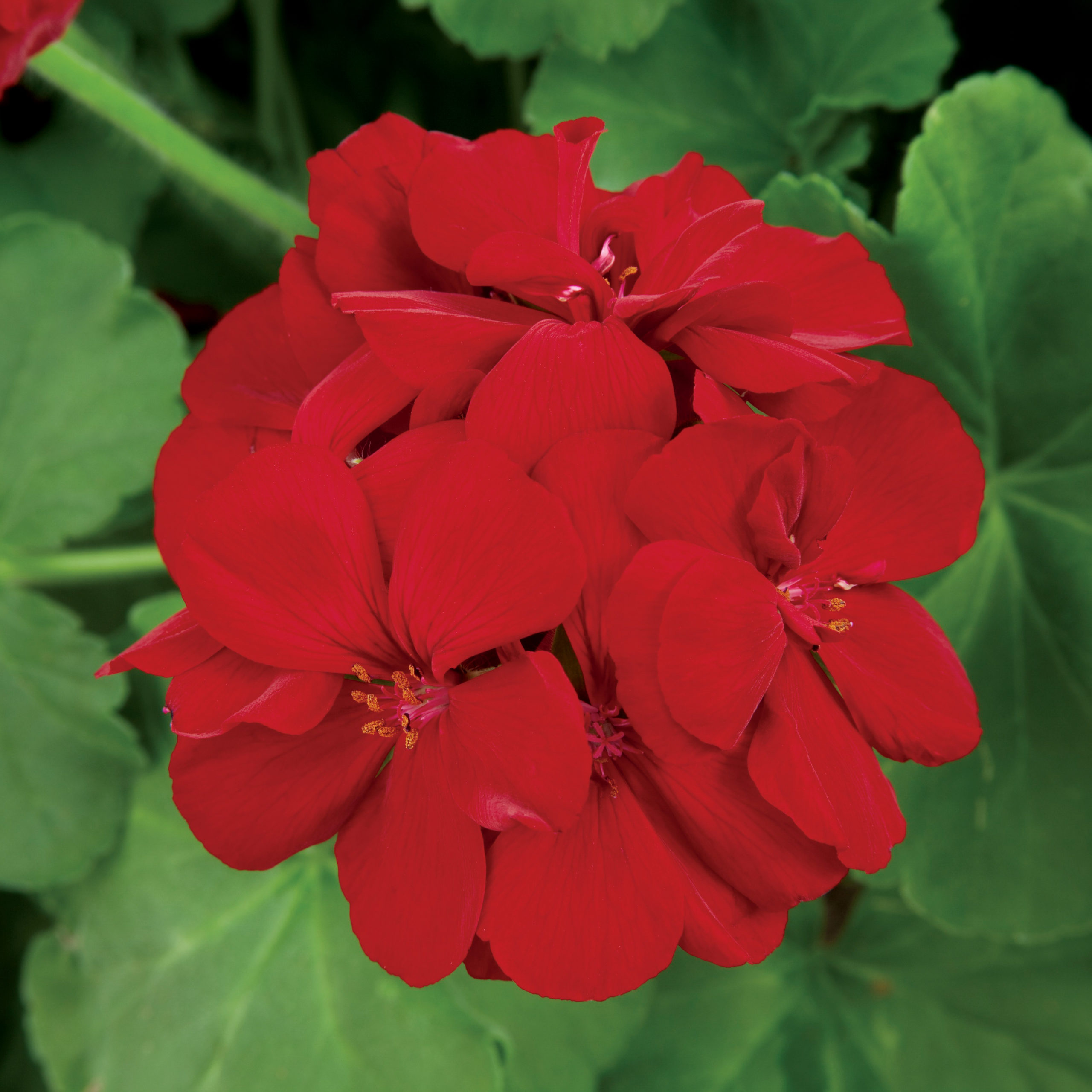 Geranium Calliope Burgundy Waytogrowgreenhouses