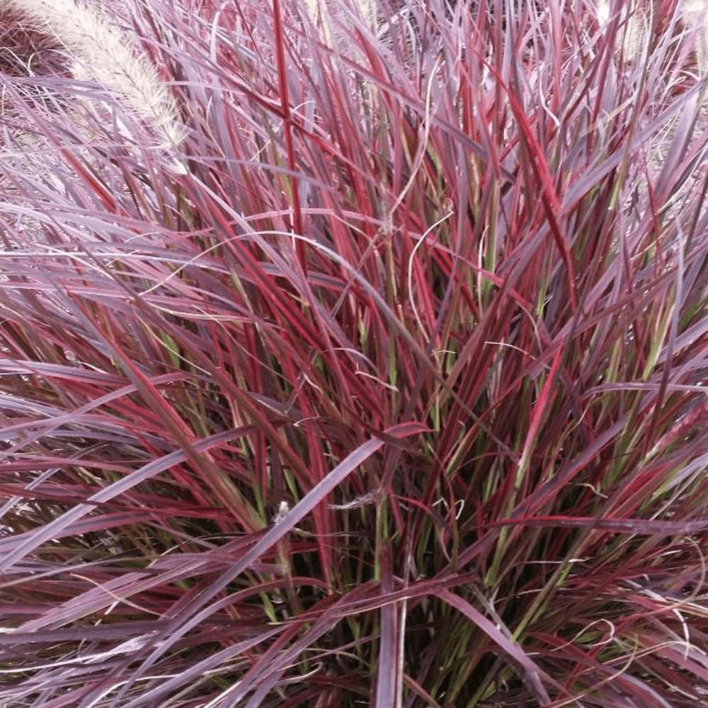 Pennisetum Advena 'Fireworks' (PBR) | ubicaciondepersonas.cdmx.gob.mx