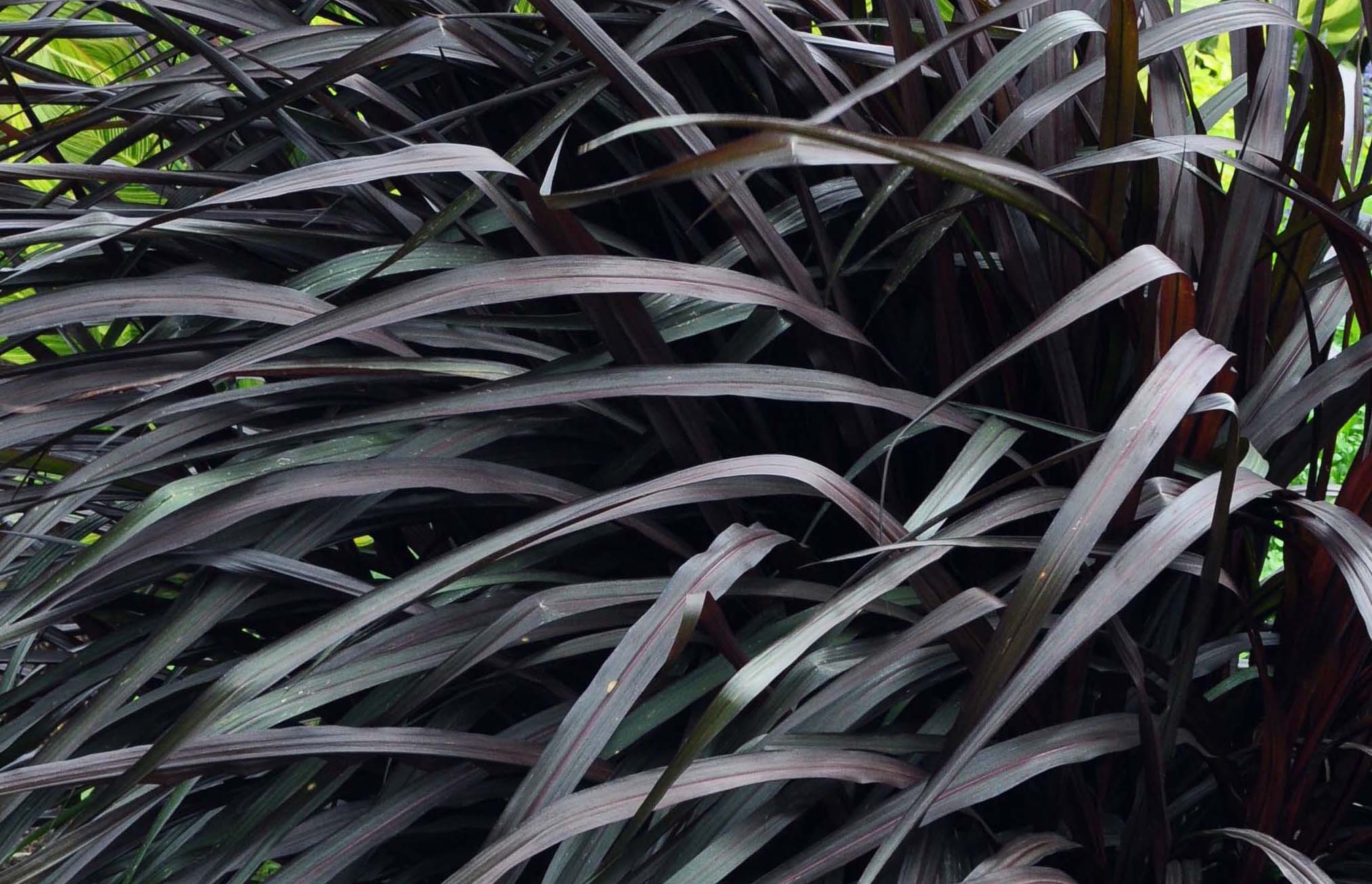 Grass Pennisetum Vertigo Waytogrowgreenhouses