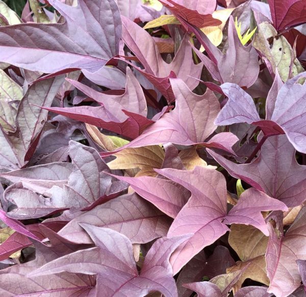 Ipomoea Sweet Caroline Red Hawk