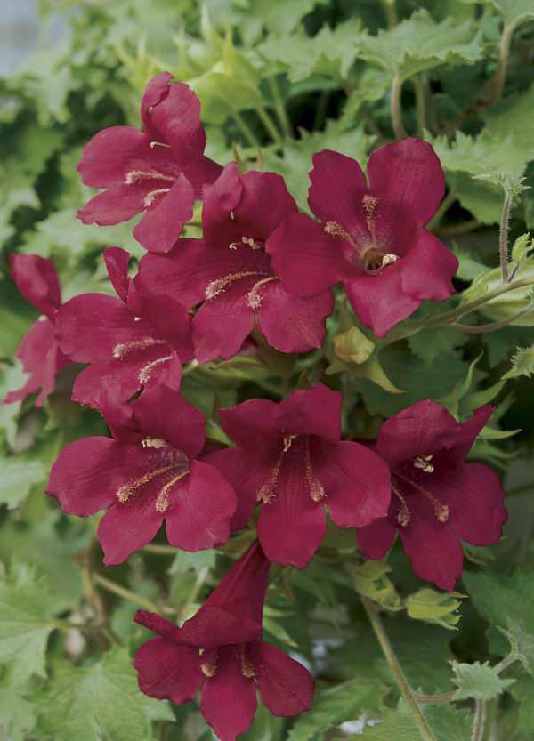 Lophospermum Wine Red