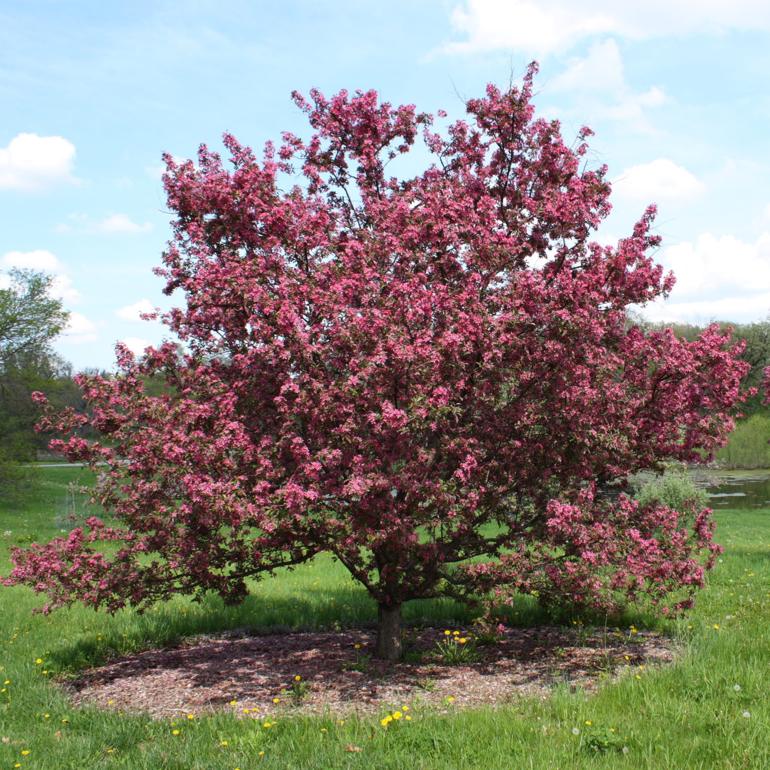 flowering-crab-gladiator-rosybloom-6-7-waytogrowgreenhouses