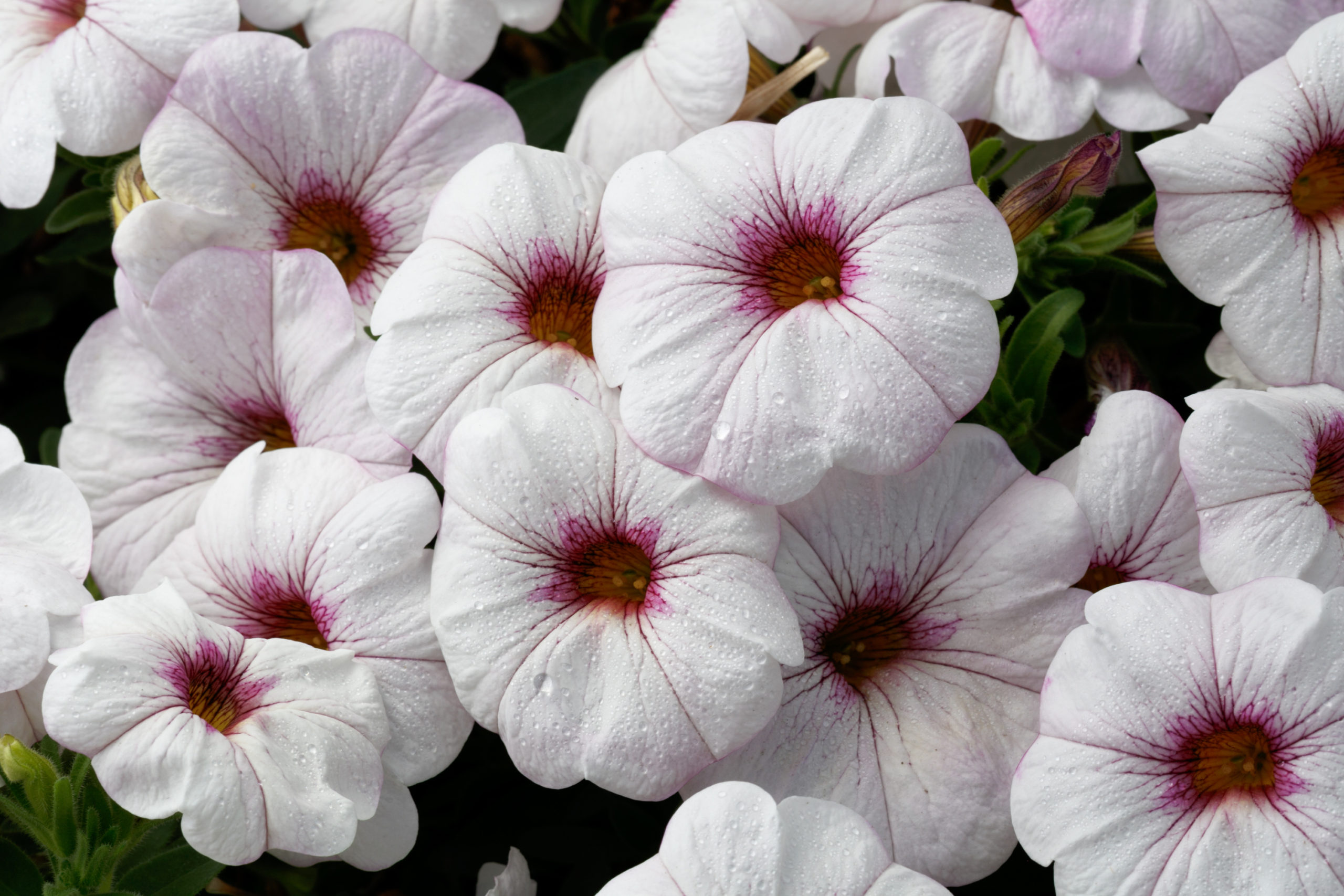 petchoa supercal snowberry white petchoa supercal snowberry white