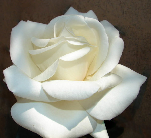 Rose Home and Family (Hybrid Tea) #2