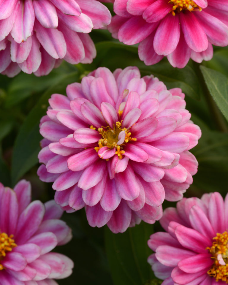 Zinnia Zahara Double Raspberry Ripple 6 pk Waytogrowgreenhouses