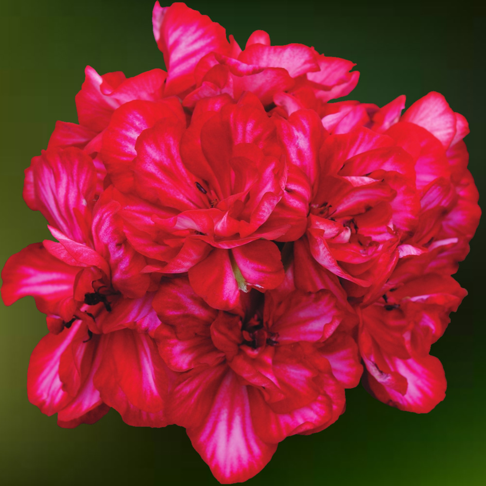 Geranium Galaxy Orange - Waytogrowgreenhouses