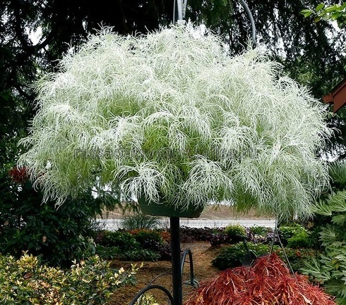 Artemesia Makana Silver - Waytogrowgreenhouses