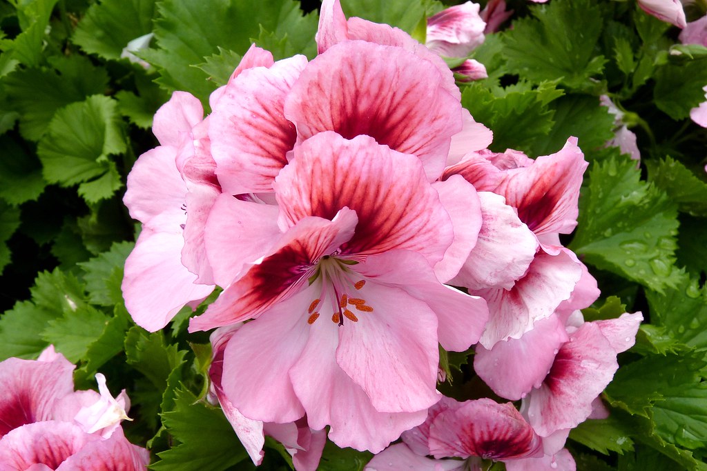Geranium Regal Elegance Imperial Waytogrowgreenhouses