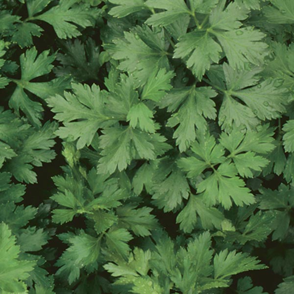Herb Parsley Dark Italian Waytogrowgreenhouses