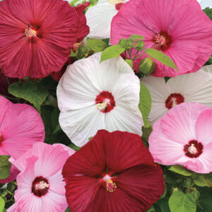 Hibiscus Luna Mix