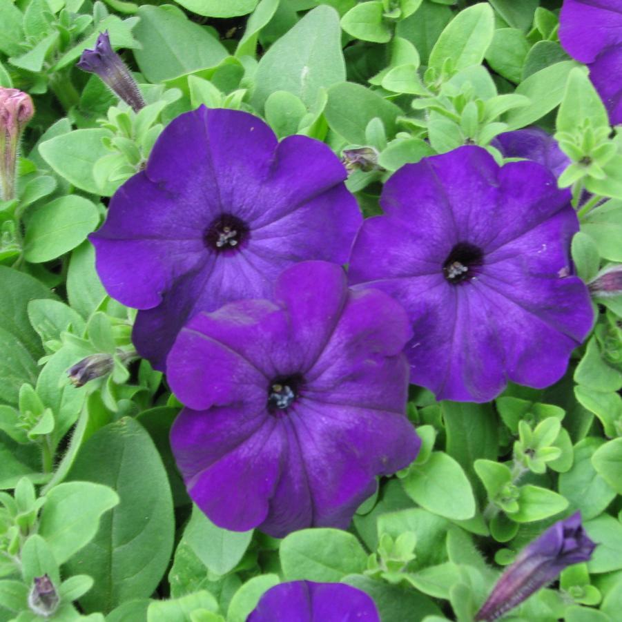 Petunia Madness Midnight 6 pk - Waytogrowgreenhouses