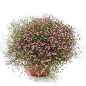Gypsophila Gypsy Pink