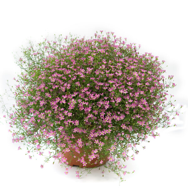 Gypsophila Gypsy Pink