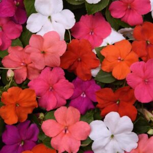Impatiens Beacon Formula Mix 6 pk
