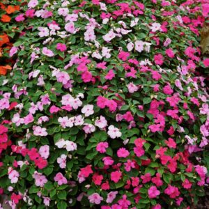 Impatiens Beacon Otway Mix 6 pk