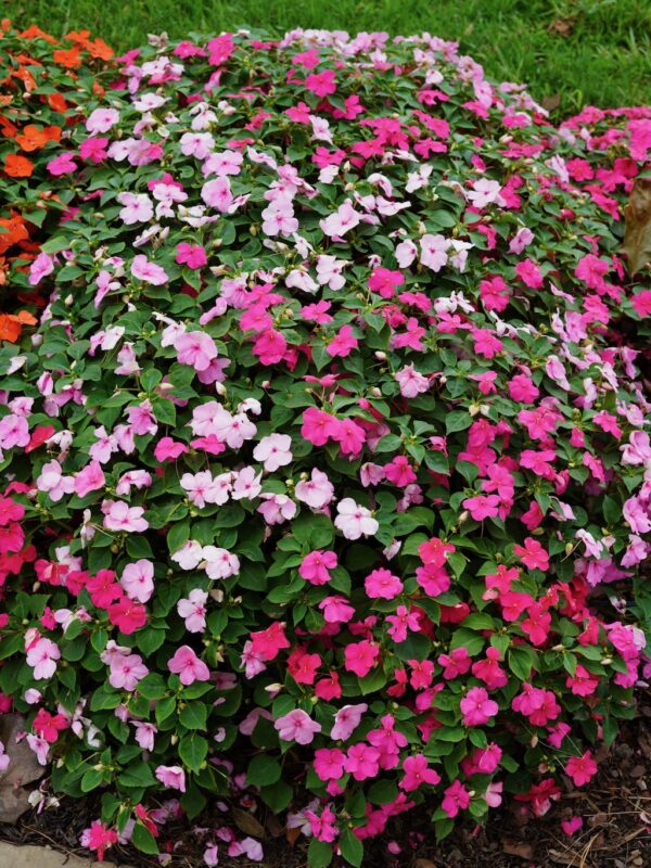 Impatiens Beacon Otway Mix 6 pk