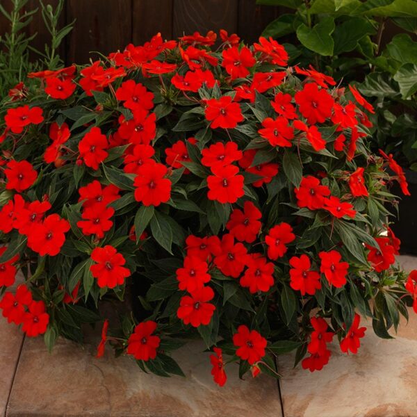 Impatiens SunPatiens Vigorous Red