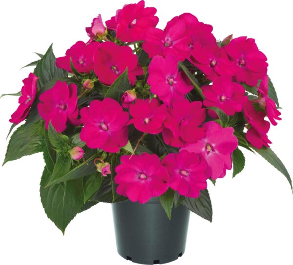 Impatiens SunPatiens Vigorous Rose Pink