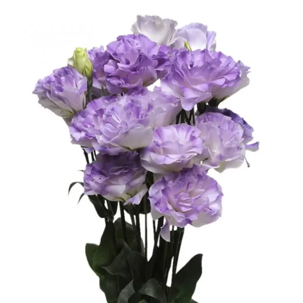Lisianthus ABC 2 Misty Blue 6pk