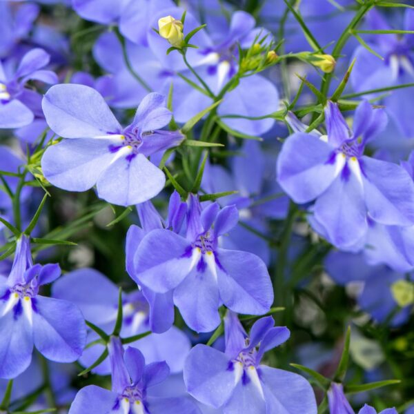 Lobelia Hot Plus Aqua