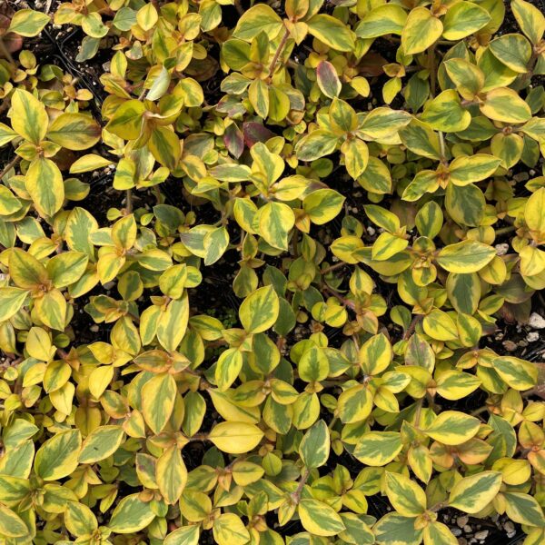 Lysimachia Variegated