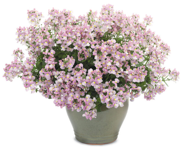 Nemesia Aromance Pink