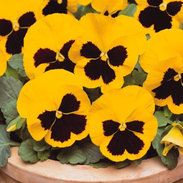 Pansy Matrix Yellow Blotch 6 pk