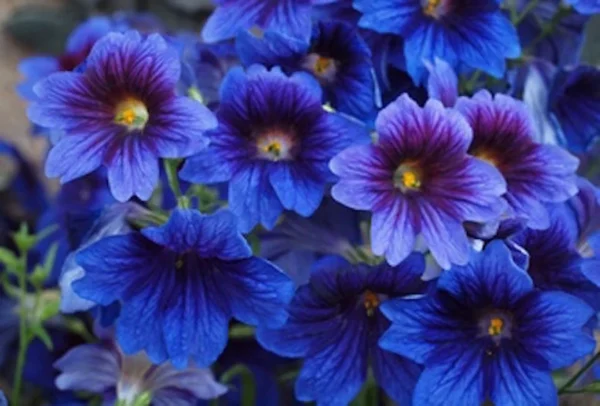 Salpiglossis Kew Blue Painted Tongue